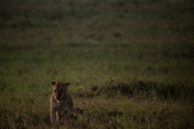 Yavrularıyla birlikte bir aslan ailesi, Kenya, Afrika 'da ulusal parkların savanlarında safari yaparken çekilmiş. Sabah maçından fotoğraflar.