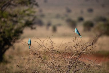 Kenya Afrika 'daki çeşitli safari ve ulusal parklar boyunca Sadfari' de tipik bir görüntü. Savanadaki vahşi yaşam.