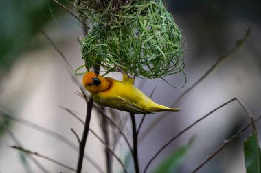 Weaver kuşu, ispinoz kuşu, göçmen kuş, gelip geçenler yuvalarını karaya kurarlar. Kenya 'daki Safari' yi ele alalım. sarı kuş