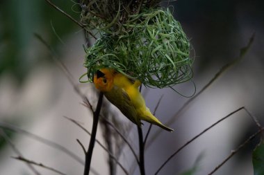 Weaver kuşu, ispinoz kuşu, göçmen kuş, gelip geçenler yuvalarını karaya kurarlar. Kenya 'daki Safari' yi ele alalım. sarı kuş