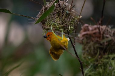 Weaver kuşu, ispinoz kuşu, göçmen kuş, gelip geçenler yuvalarını karaya kurarlar. Kenya 'daki Safari' yi ele alalım. sarı kuş