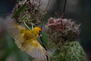 Weaver kuşu, ispinoz kuşu, göçmen kuş, gelip geçenler yuvalarını karaya kurarlar. Kenya 'daki Safari' yi ele alalım. sarı kuş