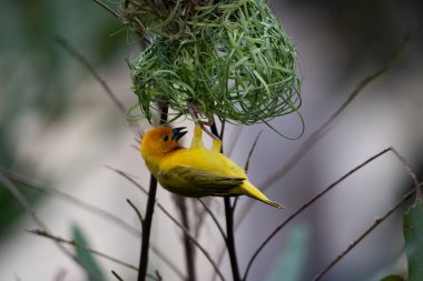 Weaver kuşu, ispinoz kuşu, göçmen kuş, gelip geçenler yuvalarını karaya kurarlar. Kenya 'daki Safari' yi ele alalım. sarı kuş