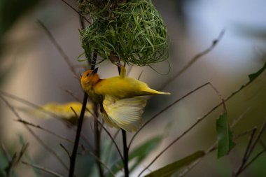 Weaver kuşu, ispinoz kuşu, göçmen kuş, gelip geçenler yuvalarını karaya kurarlar. Kenya 'daki Safari' yi ele alalım. sarı kuş