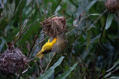 Weaver kuşu, ispinoz kuşu, göçmen kuş, gelip geçenler yuvalarını karaya kurarlar. Kenya 'daki Safari' yi ele alalım. sarı kuş