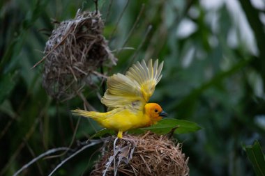 Weaver kuşu, ispinoz kuşu, göçmen kuş, gelip geçenler yuvalarını karaya kurarlar. Kenya 'daki Safari' yi ele alalım. sarı kuş