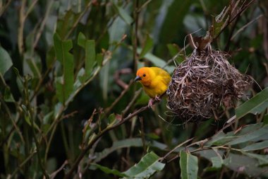 Weaver kuşu, ispinoz kuşu, göçmen kuş, gelip geçenler yuvalarını karaya kurarlar. Kenya 'daki Safari' yi ele alalım. sarı kuş