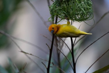 Weaver kuşu, ispinoz kuşu, göçmen kuş, gelip geçenler yuvalarını karaya kurarlar. Kenya 'daki Safari' yi ele alalım. sarı kuş