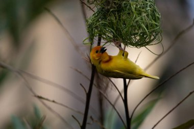 Weaver kuşu, ispinoz kuşu, göçmen kuş, gelip geçenler yuvalarını karaya kurarlar. Kenya 'daki Safari' yi ele alalım. sarı kuş