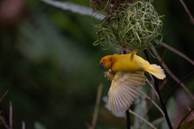 Weaver kuşu, ispinoz kuşu, göçmen kuş, gelip geçenler yuvalarını karaya kurarlar. Kenya 'daki Safari' yi ele alalım. sarı kuş