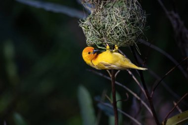 Weaver kuşu, ispinoz kuşu, göçmen kuş, gelip geçenler yuvalarını karaya kurarlar. Kenya 'daki Safari' yi ele alalım. sarı kuş