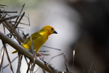 Weaver kuşu, ispinoz kuşu, göçmen kuş, gelip geçenler yuvalarını karaya kurarlar. Kenya 'daki Safari' yi ele alalım. sarı kuş