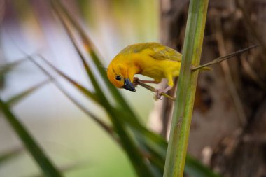Weaver kuşu, ispinoz kuşu, göçmen kuş, gelip geçenler yuvalarını karaya kurarlar. Kenya 'daki Safari' yi ele alalım. sarı kuş