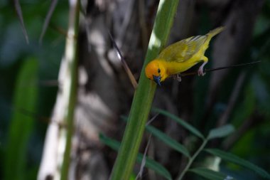 Weaver kuşu, ispinoz kuşu, göçmen kuş, gelip geçenler yuvalarını karaya kurarlar. Kenya 'daki Safari' yi ele alalım. sarı kuş