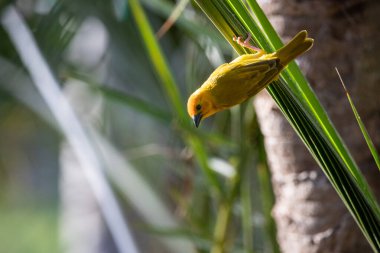 Weaver kuşu, ispinoz kuşu, göçmen kuş, gelip geçenler yuvalarını karaya kurarlar. Kenya 'daki Safari' yi ele alalım. sarı kuş