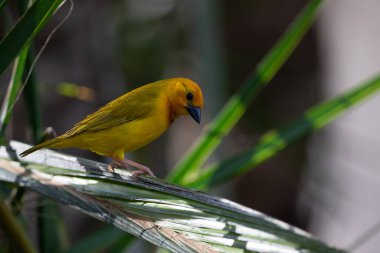 Weaver kuşu, ispinoz kuşu, göçmen kuş, gelip geçenler yuvalarını karaya kurarlar. Kenya 'daki Safari' yi ele alalım. sarı kuş