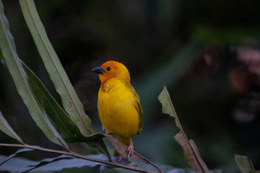 Weaver kuşu, ispinoz kuşu, göçmen kuş, gelip geçenler yuvalarını karaya kurarlar. Kenya 'daki Safari' yi ele alalım. sarı kuş