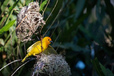 Weaver kuşu, ispinoz kuşu, göçmen kuş, gelip geçenler yuvalarını karaya kurarlar. Kenya 'daki Safari' yi ele alalım. sarı kuş
