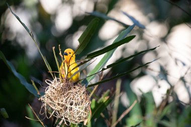 Weaver kuşu, ispinoz kuşu, göçmen kuş, gelip geçenler yuvalarını karaya kurarlar. Kenya 'daki Safari' yi ele alalım. sarı kuş