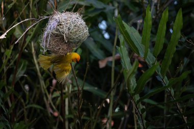 Weaver kuşu, ispinoz kuşu, göçmen kuş, gelip geçenler yuvalarını karaya kurarlar. Kenya 'daki Safari' yi ele alalım. sarı kuş