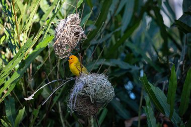 Weaver kuşu, ispinoz kuşu, göçmen kuş, gelip geçenler yuvalarını karaya kurarlar. Kenya 'daki Safari' yi ele alalım. sarı kuş