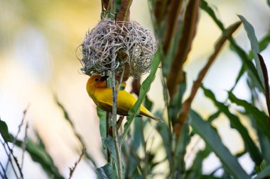 Weaver kuşu, ispinoz kuşu, göçmen kuş, gelip geçenler yuvalarını karaya kurarlar. Kenya 'daki Safari' yi ele alalım. sarı kuş