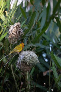 Weaver kuşu, ispinoz kuşu, göçmen kuş, gelip geçenler yuvalarını karaya kurarlar. Kenya 'daki Safari' yi ele alalım. sarı kuş