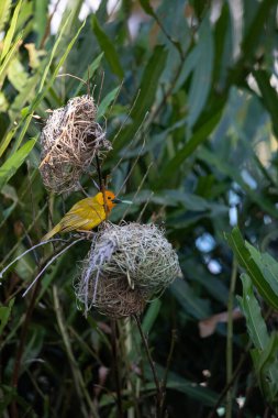 Weaver kuşu, ispinoz kuşu, göçmen kuş, gelip geçenler yuvalarını karaya kurarlar. Kenya 'daki Safari' yi ele alalım. sarı kuş