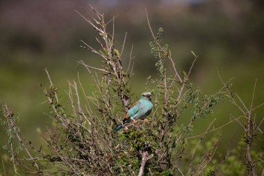 Kenya Afrika 'daki çeşitli safari ve ulusal parklar boyunca Sadfari' de tipik bir görüntü. Savanadaki vahşi yaşam.