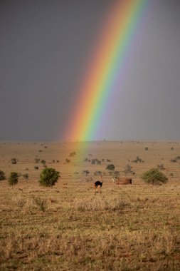 Gökkuşağı çok güzel bir manzara resmi. Savannah Afrika Kenya Taita Tepeleri. İnanılmaz bir manzarada safaride.