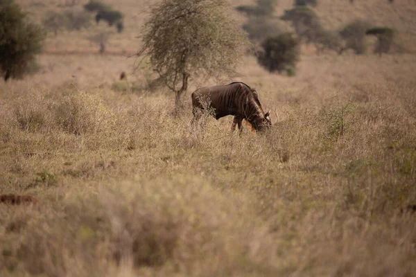 Buffalo Bovidaeam Bovidaeam Afrika Safaride Çekilmiş Sabah Güneşinde Bufalo Sürüsü — Stok fotoğraf