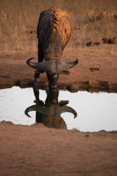 Vattenbuffel Bovidae Bovidaeam Fotograferad Safari Afrikas Savann Buffalo Besättning Morgonsolen — Stockfoto
