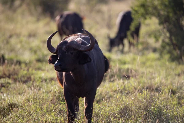 Vesipuhveli Bovidae Bovidaeam Kuvattuna Safarilla Afrikan Savannilla Buffalo Lauma Aamuauringossa — kuvapankkivalokuva