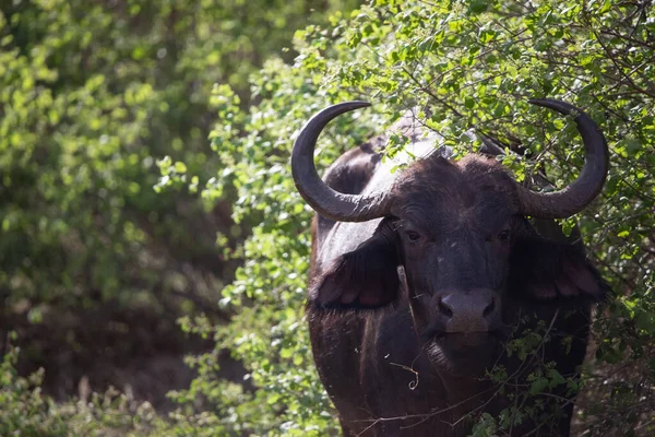 stock image Water buffalo, Bovidae, Bovidaeam, photographed on a safari in the savannah of Africa. Buffalo herd in the morning sun, Tsavo National Park, Kenya Africa