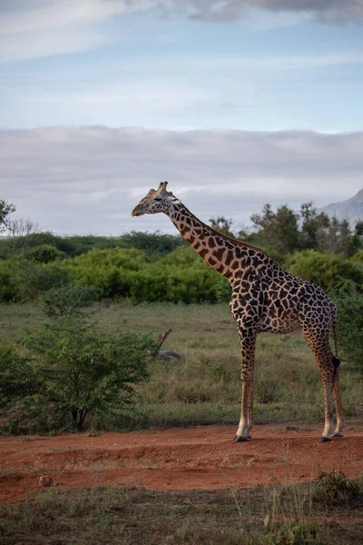 Giraffidae Giraffa Camelopardalis Girafa Savana Safari Parque Nacional Tsavo Quênia — Fotografia de Stock