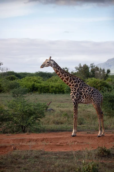 Giraffidae Giraffa Camelopardalis 케냐의 소국립 공원에 사파리에 기린입니다 아름다운 — 스톡 사진