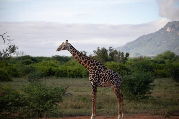 Giraffidae Giraffa Camelopardalis Girafa Savana Safari Parque Nacional Tsavo Quênia — Fotografia de Stock