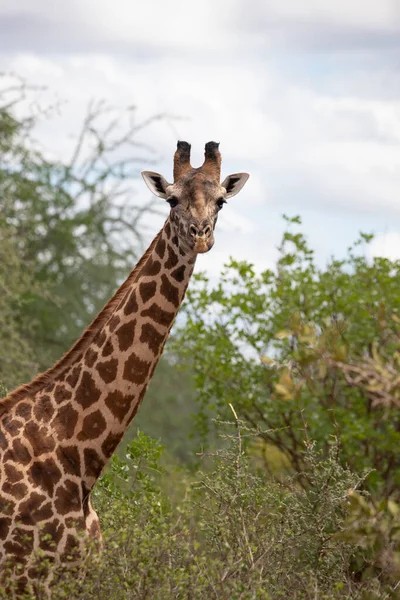 Giraffidae Giraffa Camelopardalis Жираф Саванне Сафари Национальном Парке Цаво Кения — стоковое фото