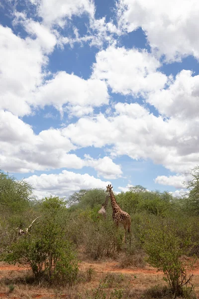 Giraffidae Giraffa Camelopardalis Καμηλοπάρδαλη Στη Σαβάνα Σαφάρι Στο Εθνικό Πάρκο — Φωτογραφία Αρχείου