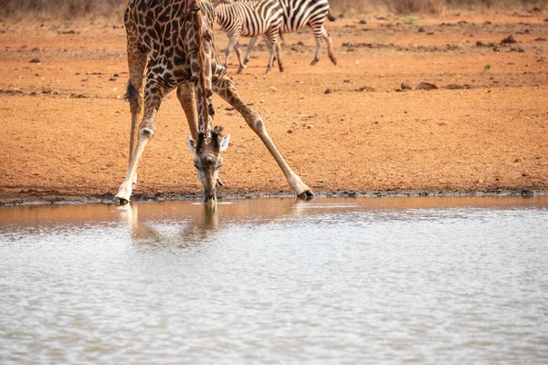 Giraffidae Giraffa Camelopardalis Jirafa Sabana Safari Parque Nacional Tsavo Kenia —  Fotos de Stock