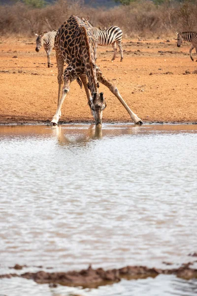 Zsiráffélék Zsiráf Camelopardalis Zsiráf Savannában Szafarin Kenyai Tsavo Nemzeti Parkban — Stock Fotó