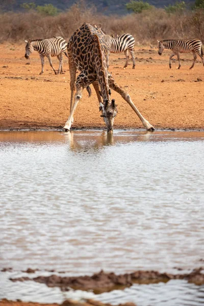 Giraffidae Giraffa Camelopardalis 케냐의 소국립 공원에 사파리에 기린입니다 마시고 — 스톡 사진