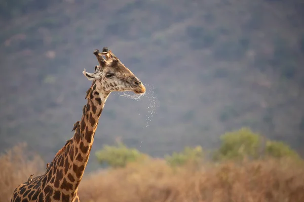 Züraffidae Zürafa Camelopardalis Zürafa Savanada Tsavo Ulusal Parkı Kenya Safaride — Stok fotoğraf