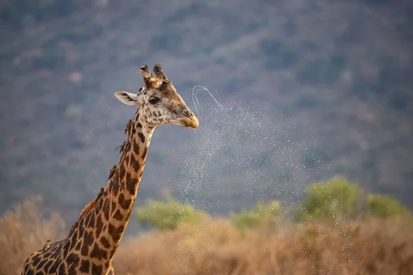 Giraffidae Giraffa Camelopardalis Jirafa Sabana Safari Parque Nacional Tsavo Kenia — Foto de Stock