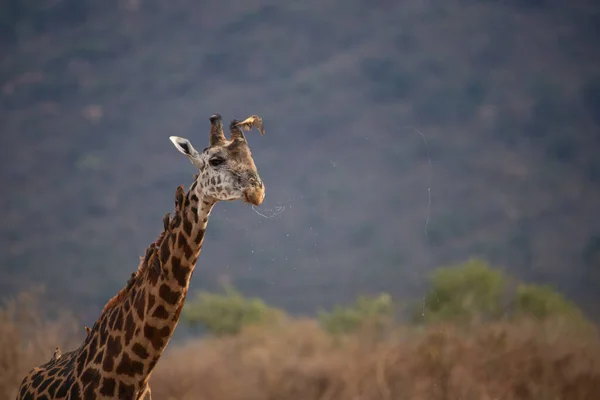 Giraffidae Giraffa Camelopardalis Giraffe Der Savanne Auf Safari Tsavo Nationalpark — Stockfoto