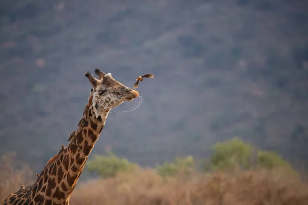 Giraffidae Giraffa Camelopardalis Girafe Savane Safari Dans Parc National Tsavo — Photo
