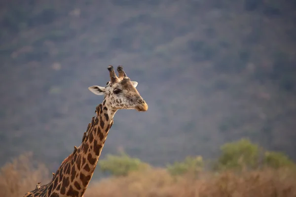 Giraffidae Giraffa Camelopardalis Giraffe Der Savanne Auf Safari Tsavo Nationalpark — Stockfoto