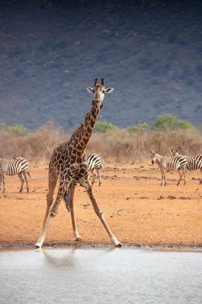 Giraffidae Och Giraffa Camelopardalis Giraff Savanna Safari Tsavo National Park — Stockfoto
