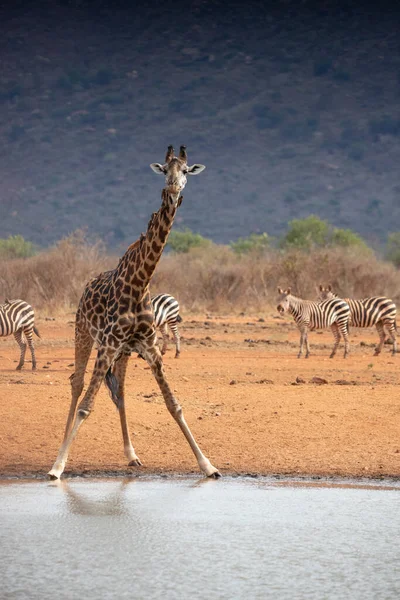 Giraffidae Giraffa Camelopardalis 케냐의 소국립 공원에 사파리에 기린입니다 마시고 — 스톡 사진