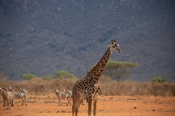 Giraffidae Giraffa Camelopardalis Giraffe Savanna Safari Tsavo National Park Kenya — Stock Photo, Image